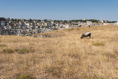 View of sheep in a field