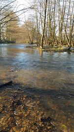 River passing through forest