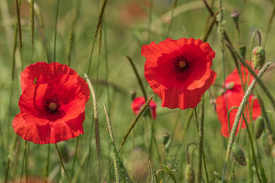 Close-up of red poppy flowers on field