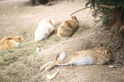 Rabbits relaxing on ground