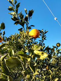 Low angle view of tree against clear blue sky