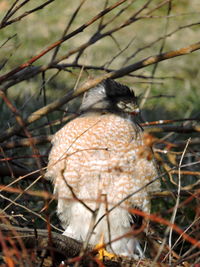 Close-up of bird perching on tree