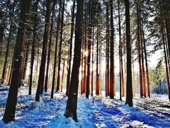 Trees in forest during winter