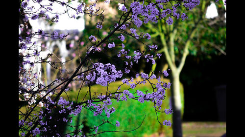 Close-up of flowers growing on tree