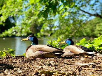 Ducks on a lake