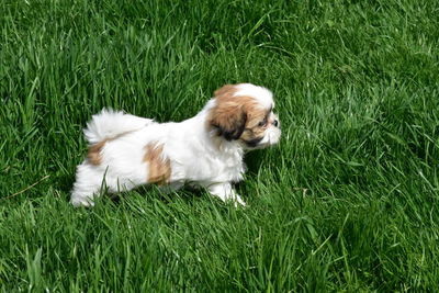 Dog lying on grass