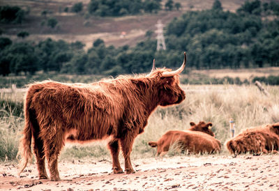 Horses in a field