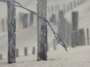Close-up of tree against sky
