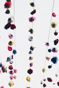 Multi colored flowers against white background