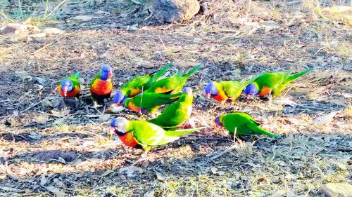 High angle view of bird on field