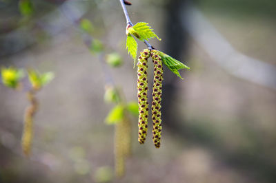 Close-up of insect on plant