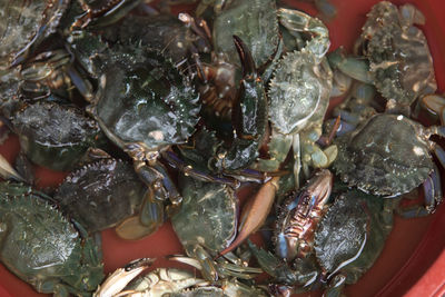 High angle view of crab for sale in market
