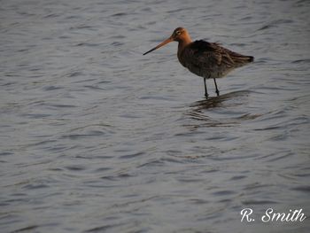 Bird on sea shore