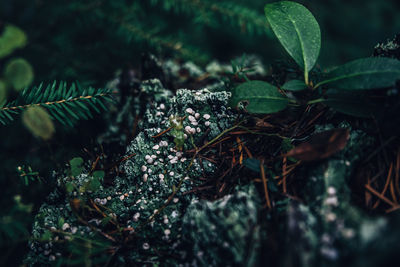 Close-up of fresh green plant