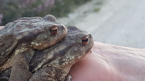 Close-up of lizard