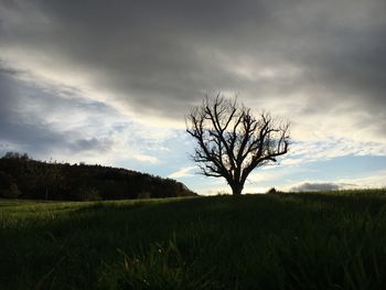 Bare tree on field against sky