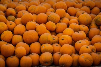 Full frame shot of ripe pumpkins