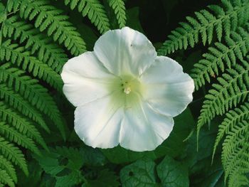 Close-up of flower blooming outdoors