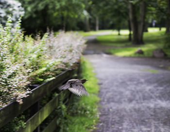 Close-up of bird perching on grass