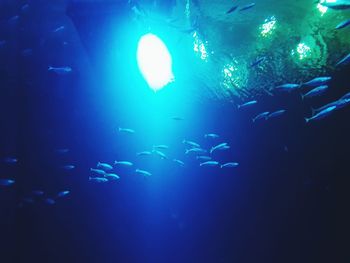 School of fish swimming in aquarium