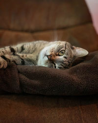 Portrait of cat resting on sofa at home