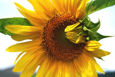 Close-up of fresh sunflower blooming outdoors