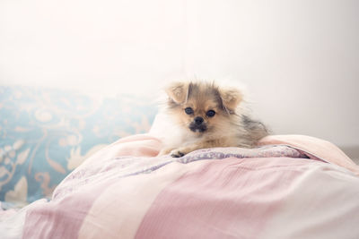 Close-up of a dog lying on bed