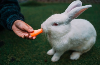 Cropped hand holding rabbit