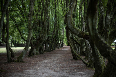 Walkway amidst trees in forest