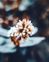 Close-up of white flowering plant