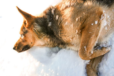 Close-up of dog looking away