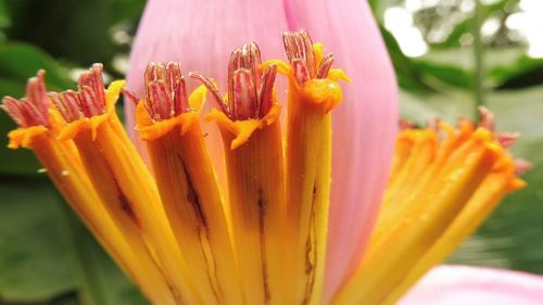 Close-up of wet day lily blooming outdoors