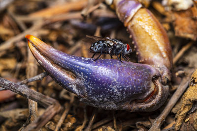 Close-up of of a fly droned by the smell of rotting crab claw