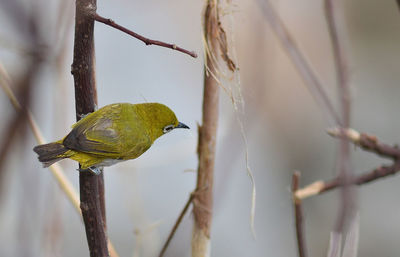 Bird perching on branch