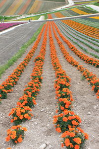 High angle view of orange flowering plants on road