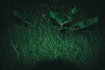 Close-up of grass on field at night