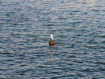 Duck swimming in lake