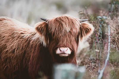 Highland cow in field looking at camera with a fence on the right of frame. 