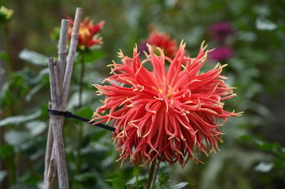 Close-up of red flower