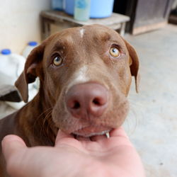 Close-up portrait of dog