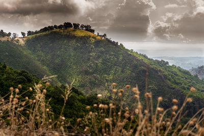 Plants growing on land against sky