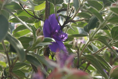 Close-up of purple flowering plant