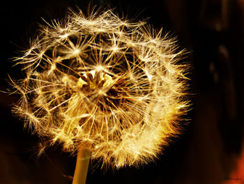 Close-up of illuminated flower at night