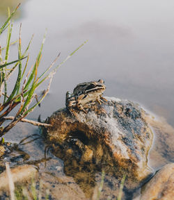 Close-up of frog on rock