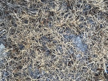 Full frame shot of dried plant on land