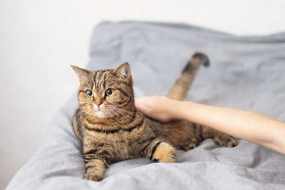 The hostess is stroking her cat. the cat is lying on the and relaxation.