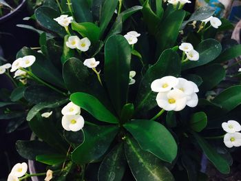 High angle view of white flowers blooming outdoors