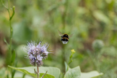 Close-up of bee pollinating on purple flower