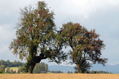 Ivy on a tree, symbioses between two organisms in nature