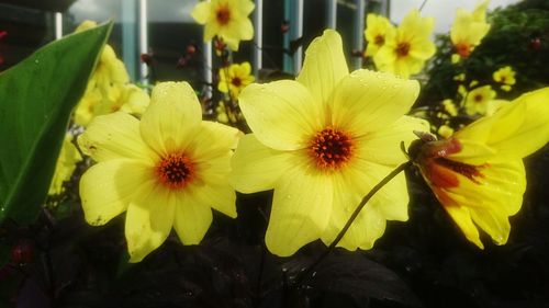 Close-up of yellow flowers blooming outdoors